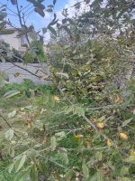 زمین واقع در اوجی اباد نیکان ۱ - تصویر 2